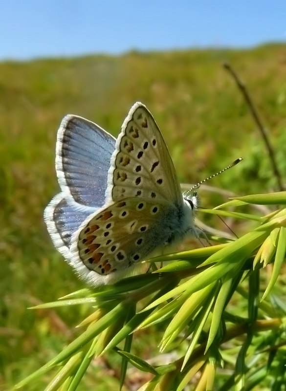Polyommatus...eros?